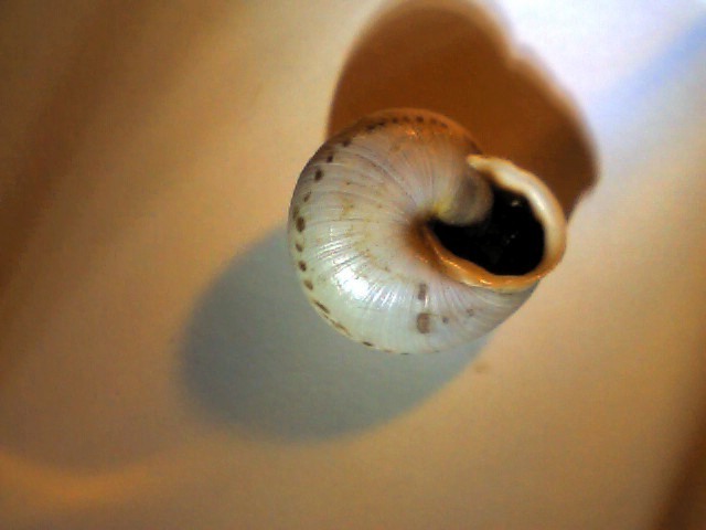 Marmorana (Murella) muralis (O.F. Müller, 1774)